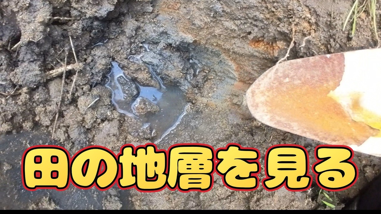【田んぼの土質調べ】粘土質と砂質の肥料の違い