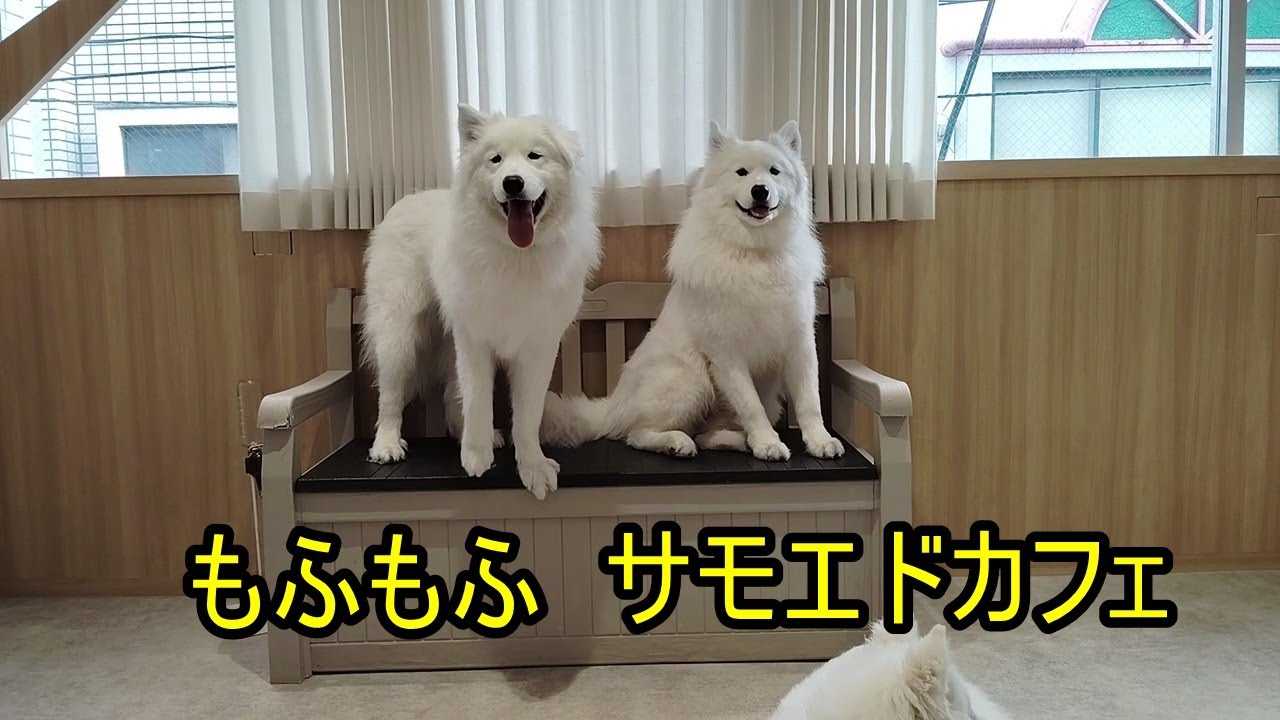もふもふ天国　[サモエドカフェ　アル]