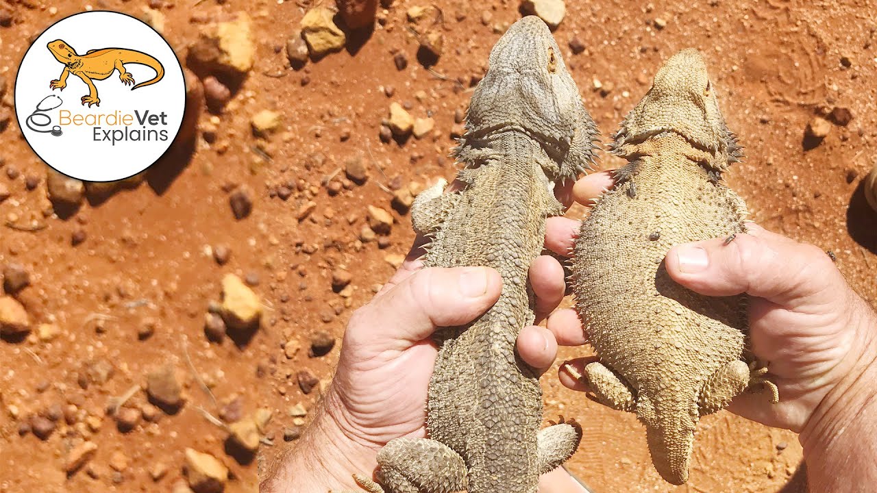How To Tell If Your Bearded Dragon Is Overweight Or Underweight