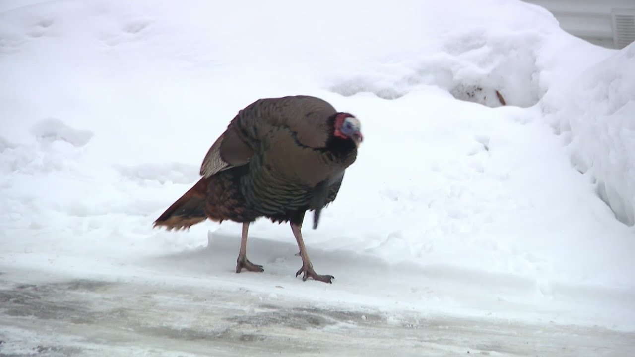 Wild turkey terrorizing neighbors in Coon Rapids