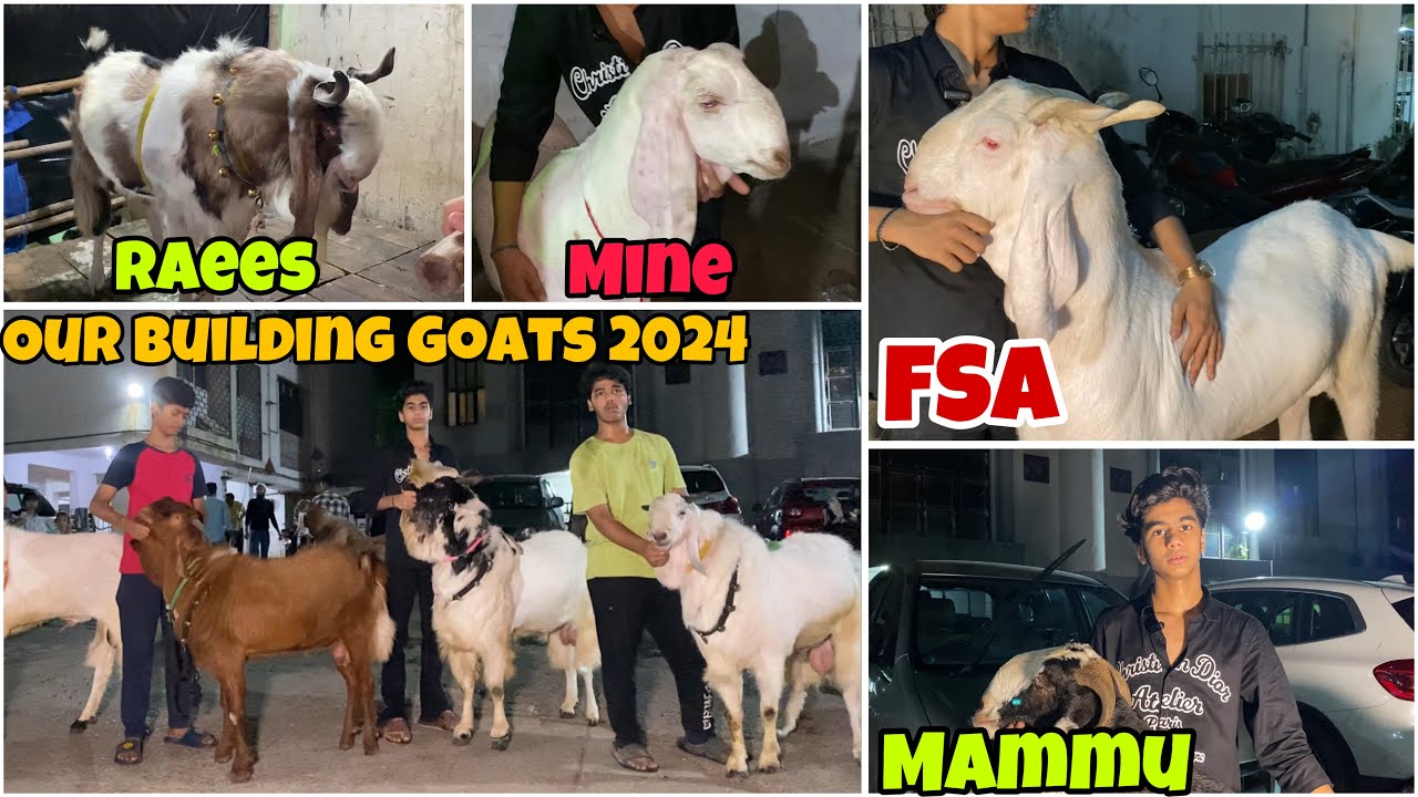 Our building Goats full tour with Mammu| Last video Before Eid 2024