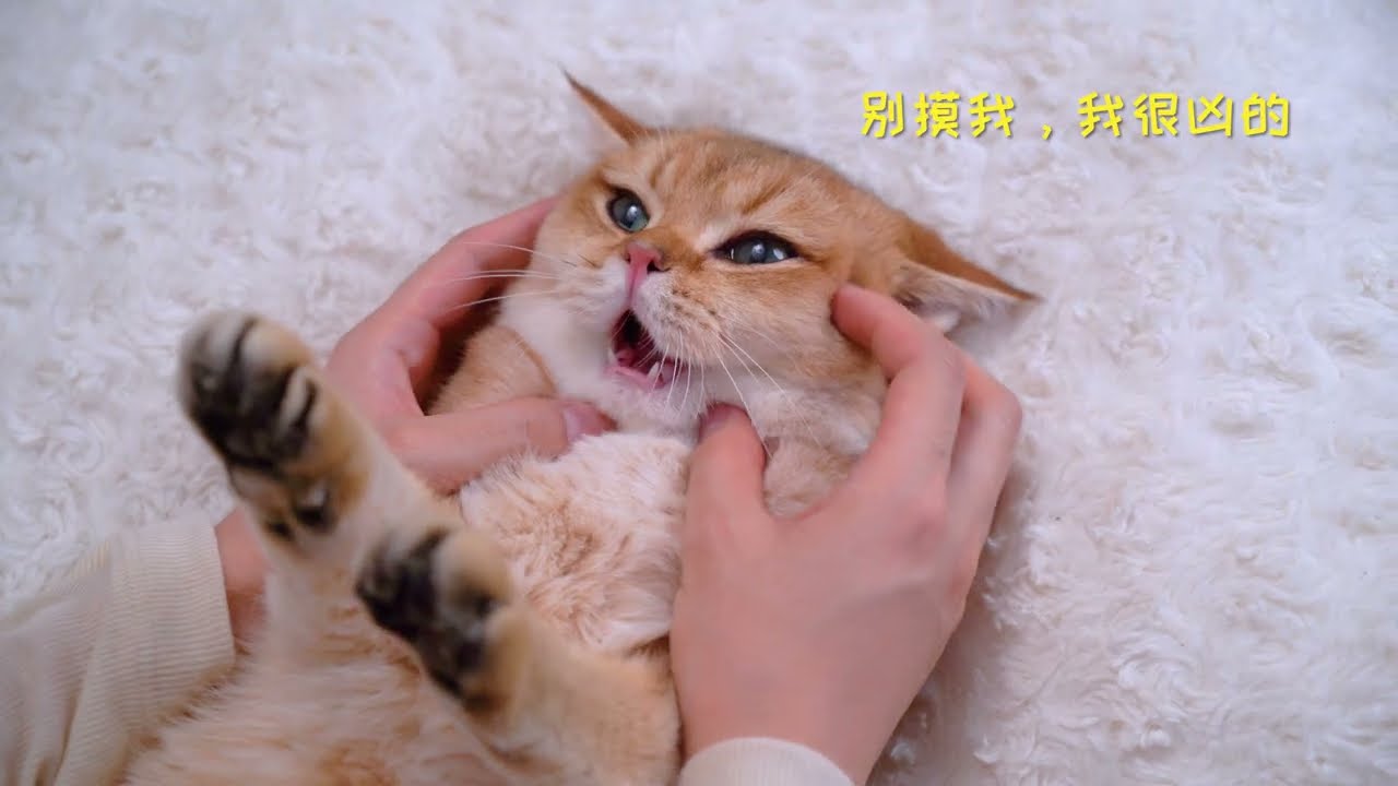 【ASMR】沉浸式猫咪SPA，舒服得眼睛都眯起来了~超治愈！！ | 猫顿庄园CatAlley