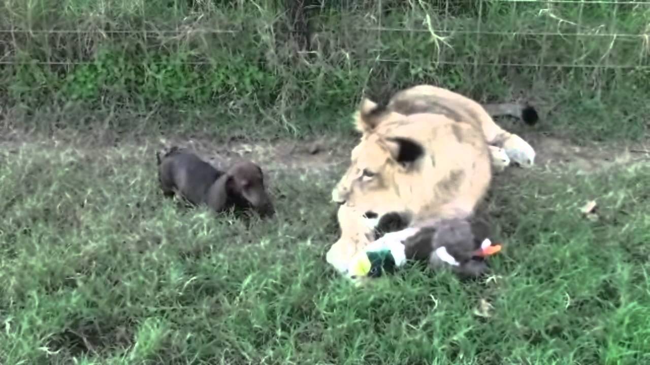 Bonedigger and Milo in the Early Days