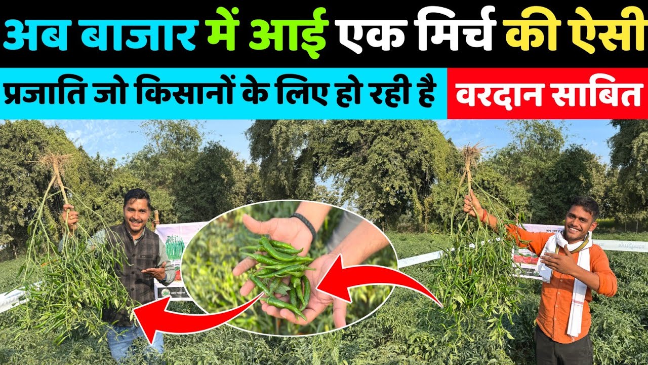 बीमारी के प्रति सहनशील सबसे अच्छी 🌶️मिर्च की प्रजाति Syngenta Jestha 2202 | Mirch ki kheti | Farming