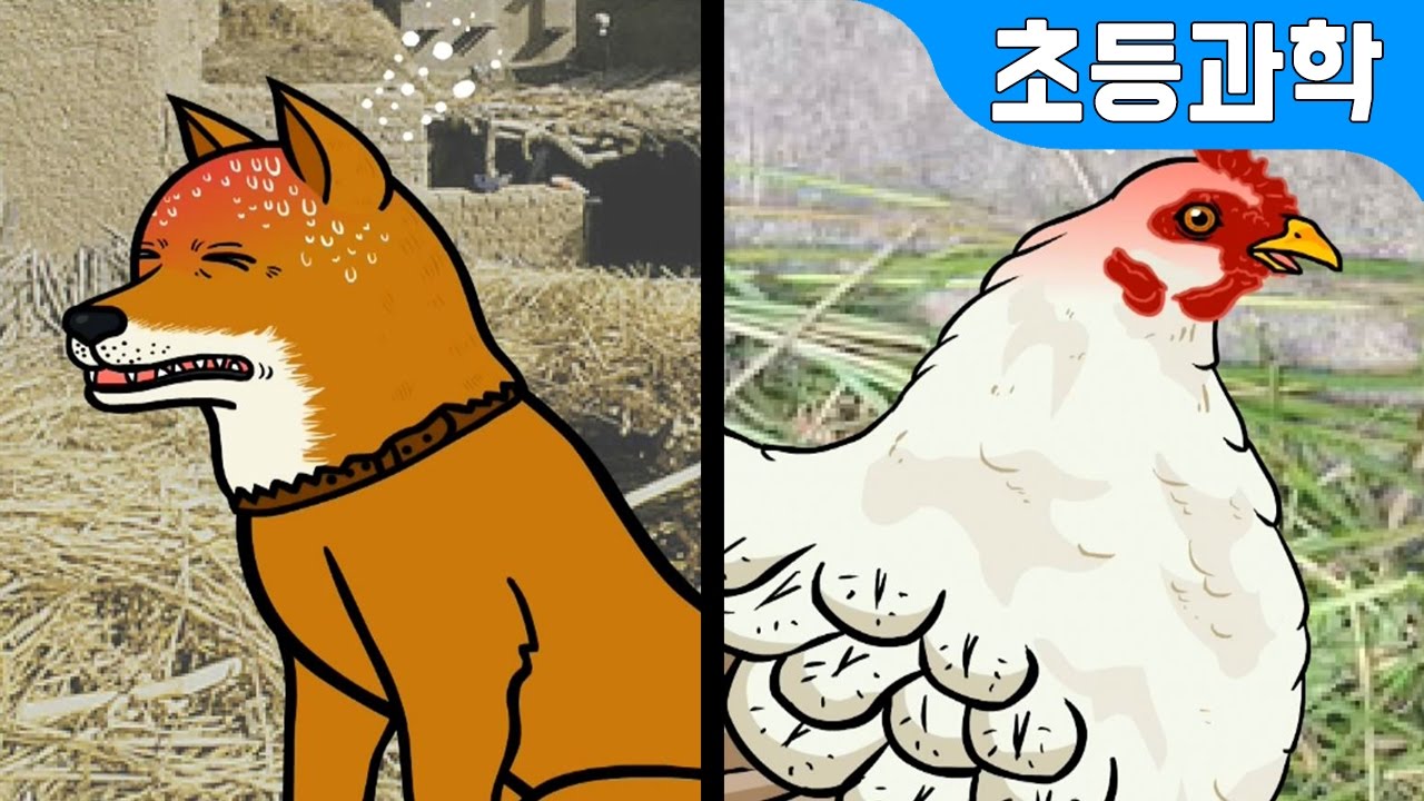 태어나서 자라고 늙고&hellip; 동물의 한살이! 개 vs 닭 | 과학백과 ★ 지니어드벤쳐
