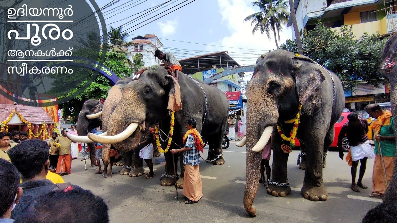ഉദിയന്നൂർ പൂരത്തിനു വന്ന ഗജവീരന്മാർക്ക് സ്വീകരണം | Udiyanoor Devi Temple 2022