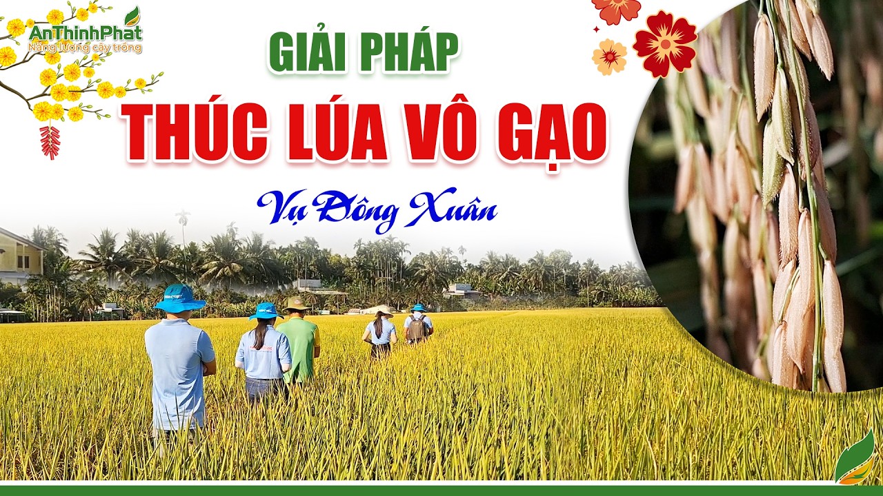 Giải Pháp Thúc Lúa Vô Gạo Vụ Đông Xuân | An Thịnh Phát