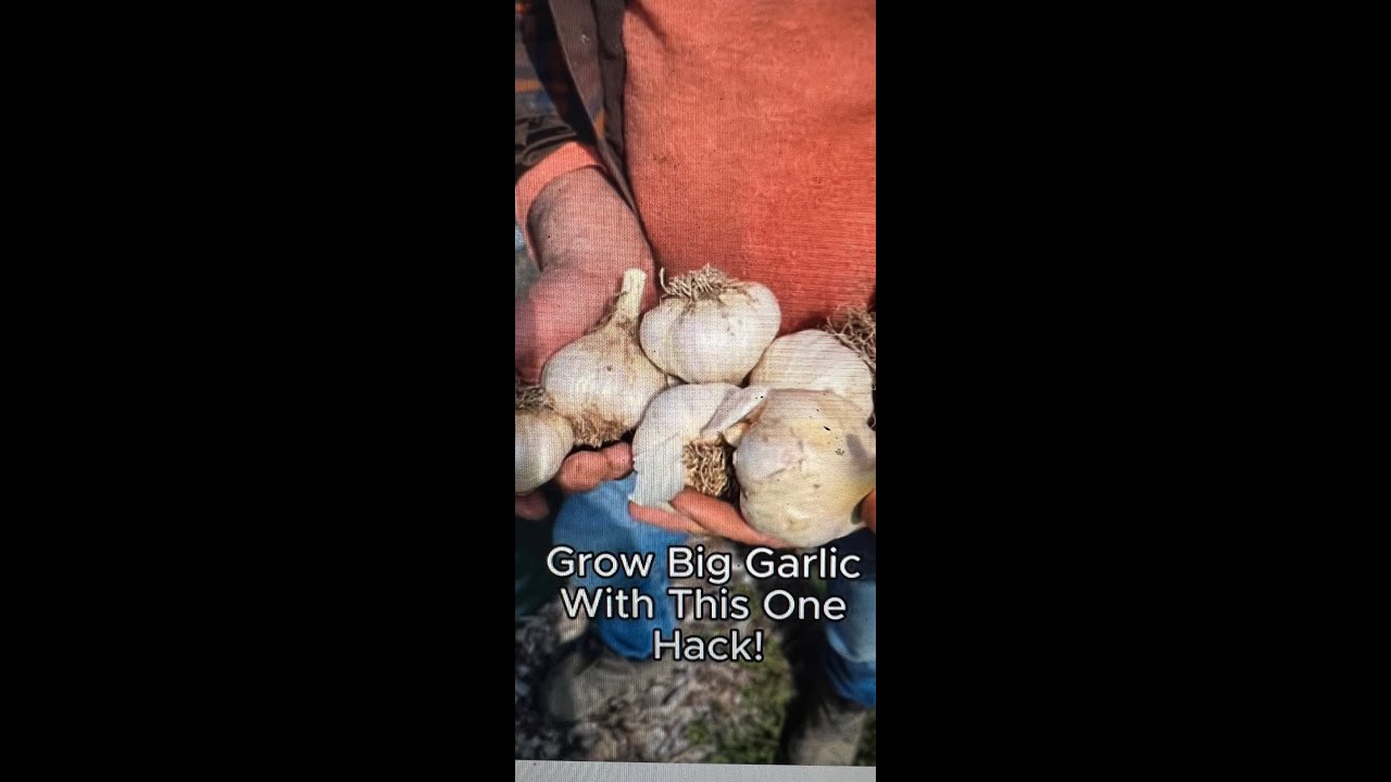 GrowBiggerGarlicWithOneHack 