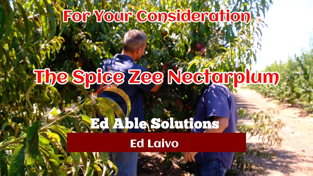 Spice Zee Nectaplum at Vanderhelm Farms. A fine Edible Ornamental and Always a Hit at The You Picks.