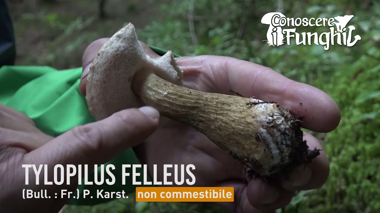 Conoscere i Funghi - Tylopilus felleus
