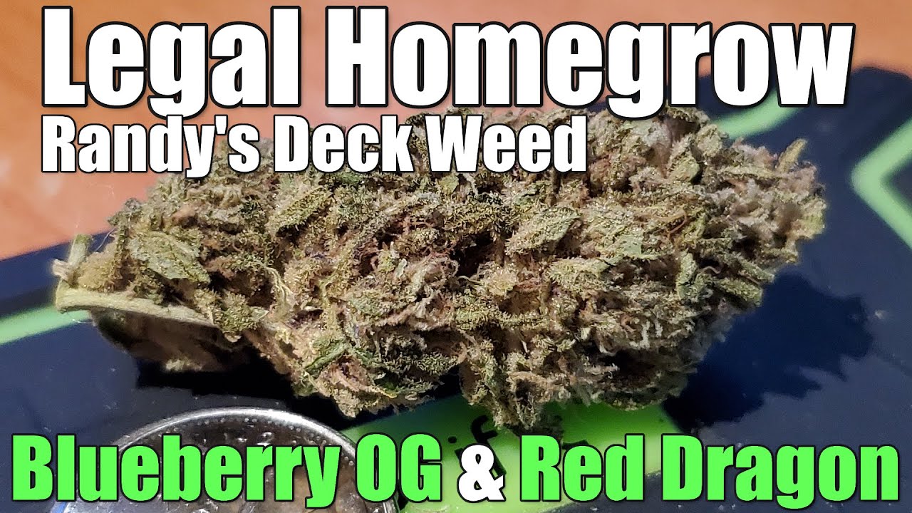 Legal Homegrown Special - Randy's Deck Weed - Blueberry OG & Red Dragon (+Extreme Closeups)