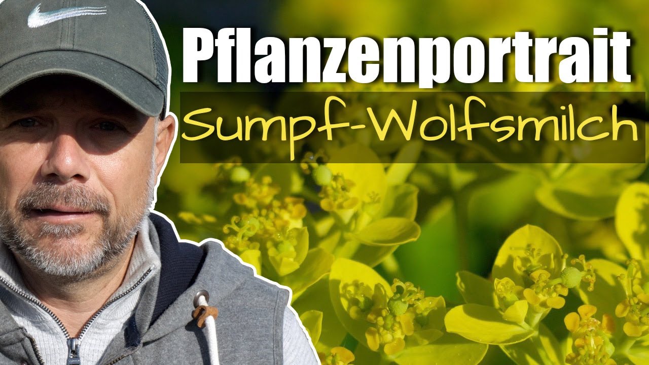 Pflanzenportrait - Sumpf-Wolfsmilch