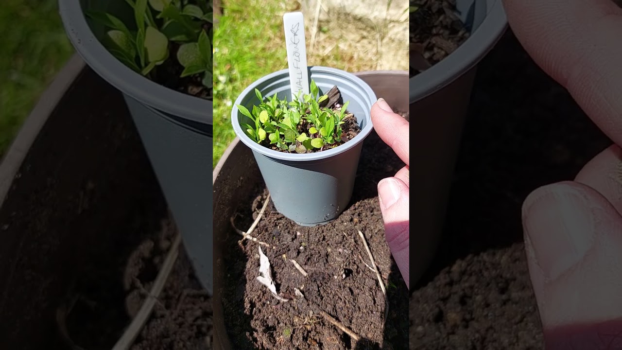 wallflower seedlings 🌱
