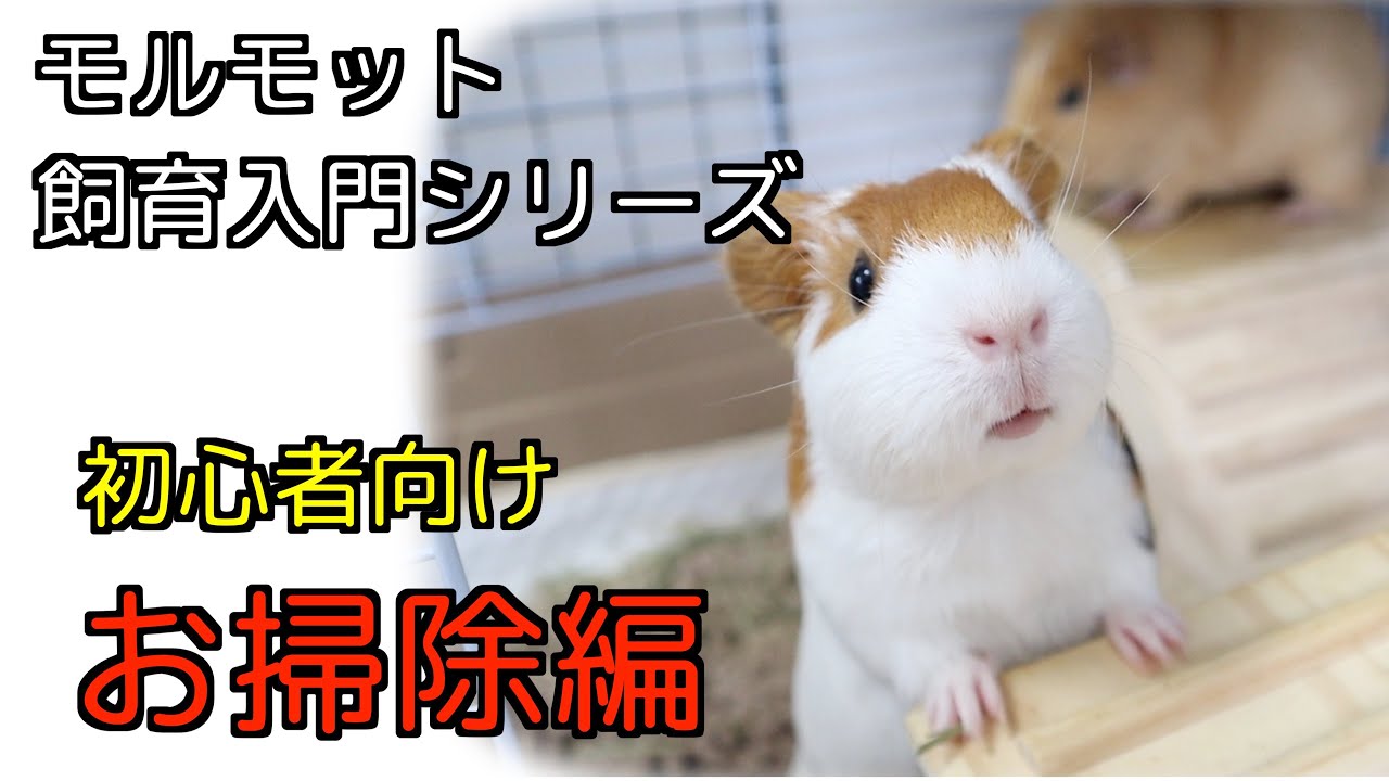 【モルモット飼育入門シリーズ】その② お掃除編　ケージの掃除方法　お掃除グッズと床材について紹介