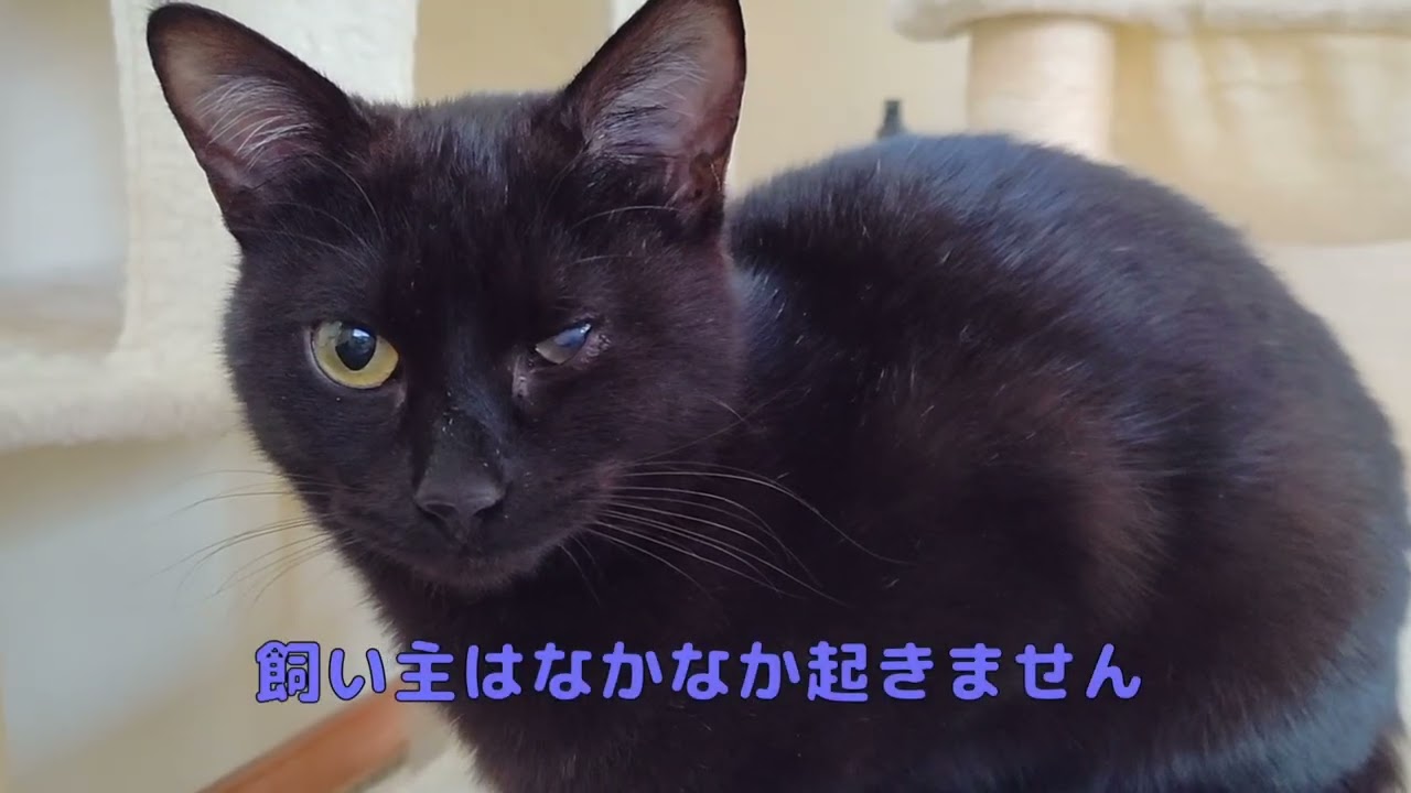 飼主起こしはアオイがやります🐈‍⬛【猫動画】