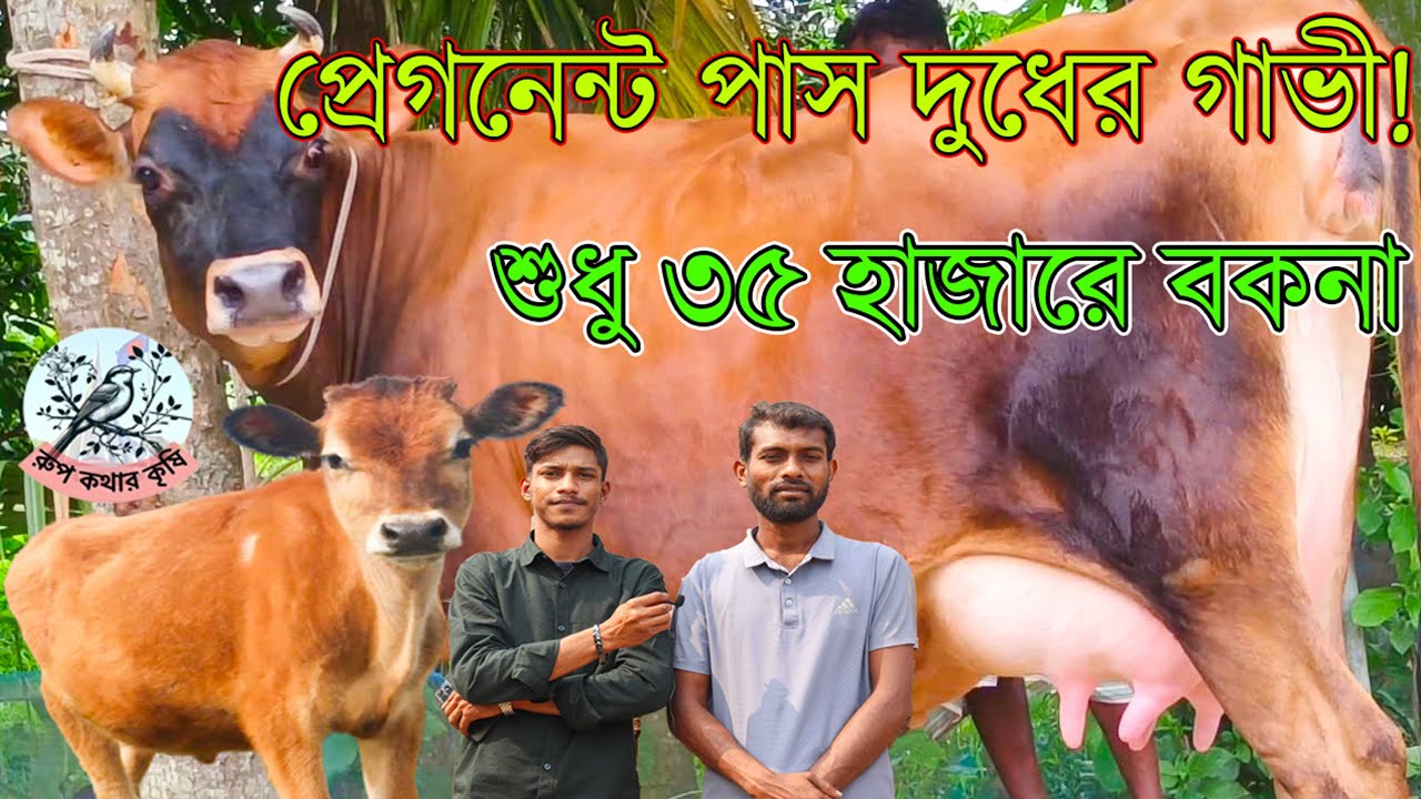 সামনে রমজান উপলক্ষে!দুধ + প্রেগন্যান্ট দুইটা সুযোগ এক গাভীতে।শুধু ৩৫ হাজারে বকনা।প্রেগনেন্ট + দুধের।