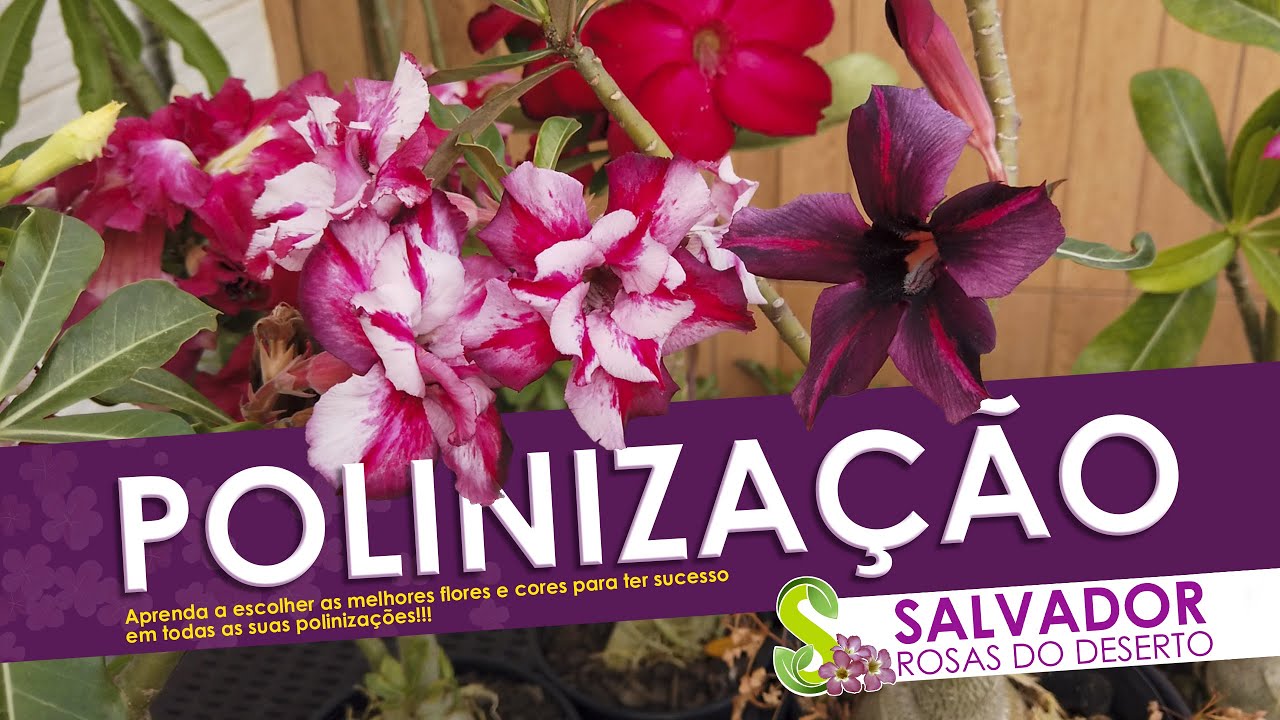 Uma verdadeira aula sobre POLINIZAÇÃO saiba tudo que precisa ter vagens suas rosas do deserto