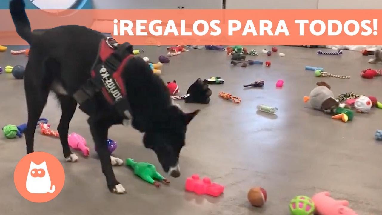 Todos los PERROS de este REFUGIO eligen su REGALO de NAVIDAD 🐶🎄