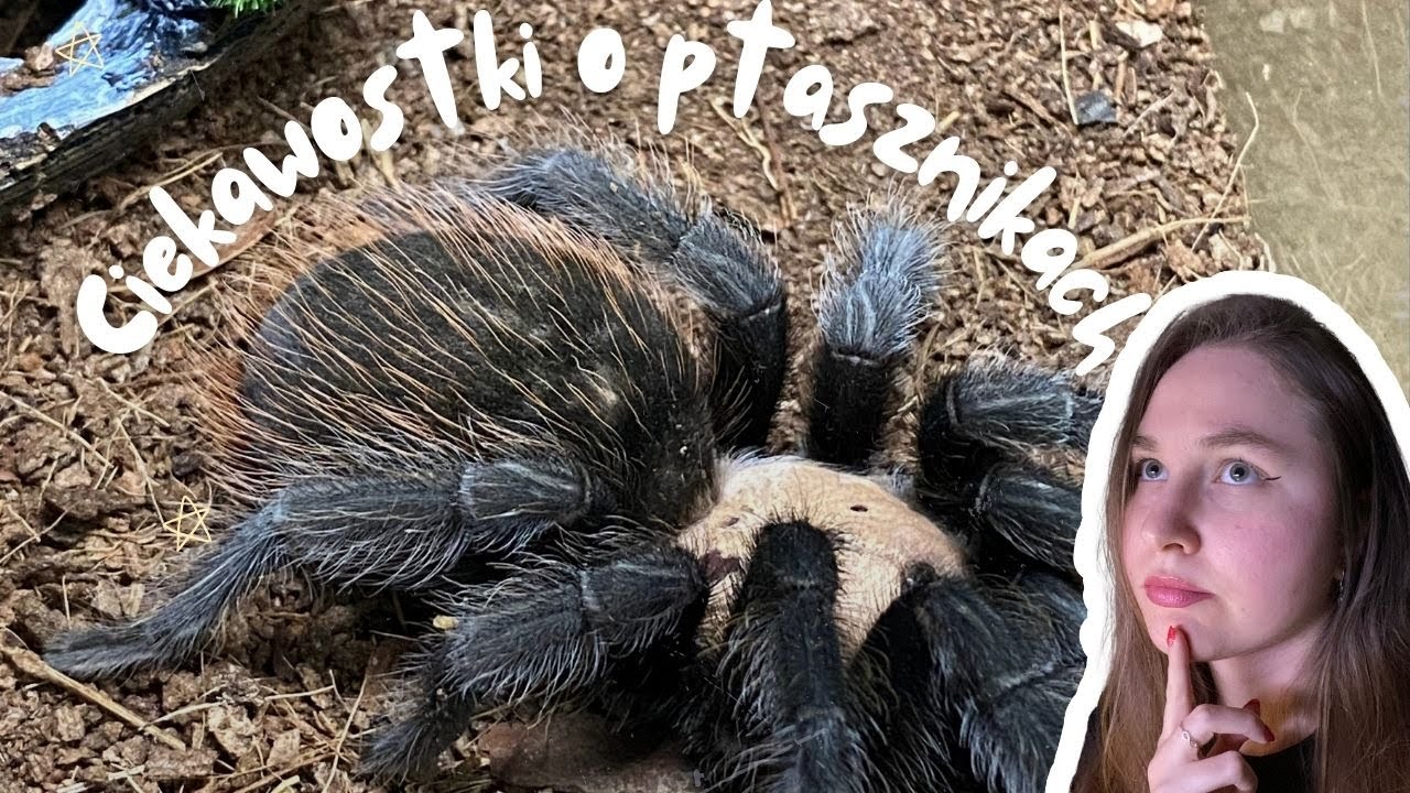 NAJCIEKAWSZE fakty o ptasznikach🕸️/Wiedziałeś o nich🧐❓