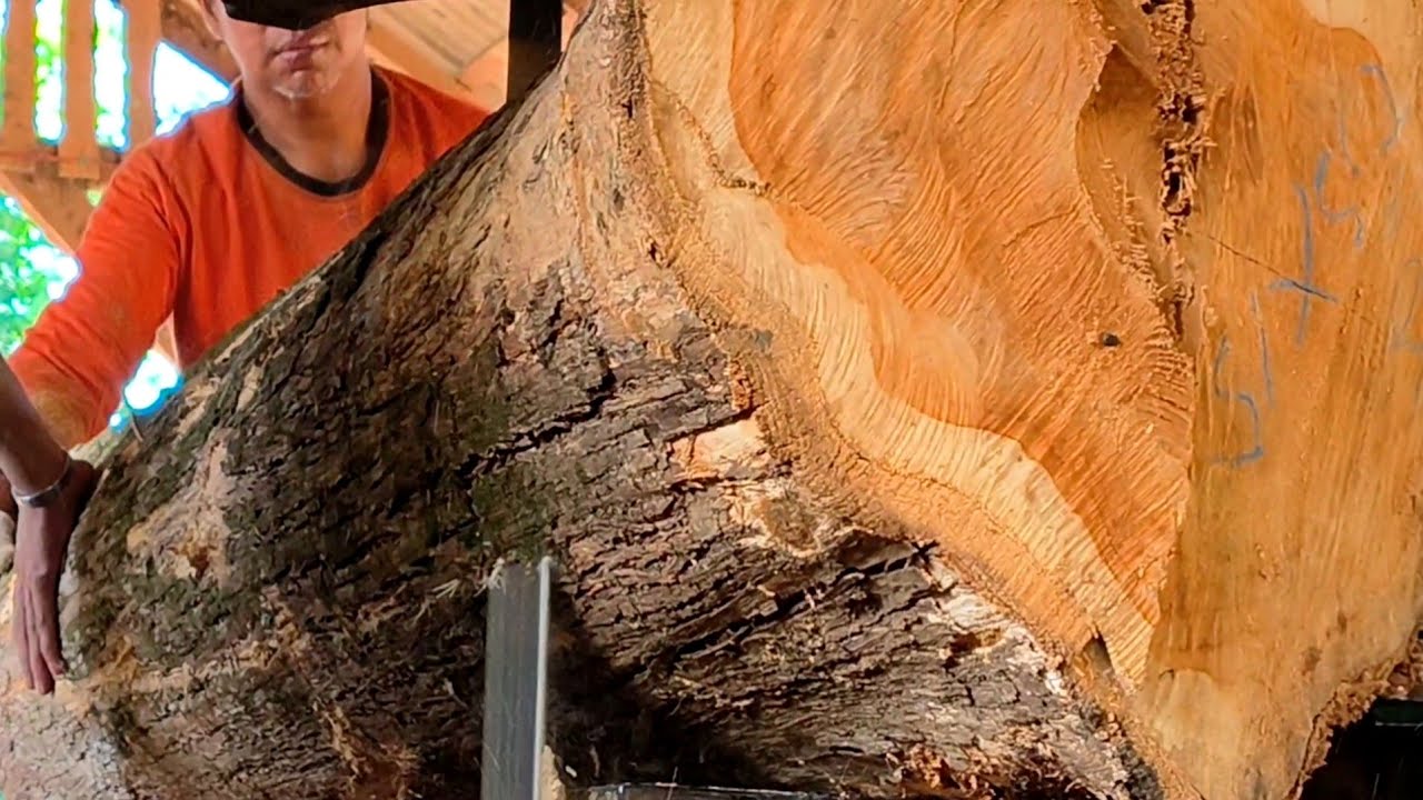 Cutting at the back point of oak logs inside the sawmill