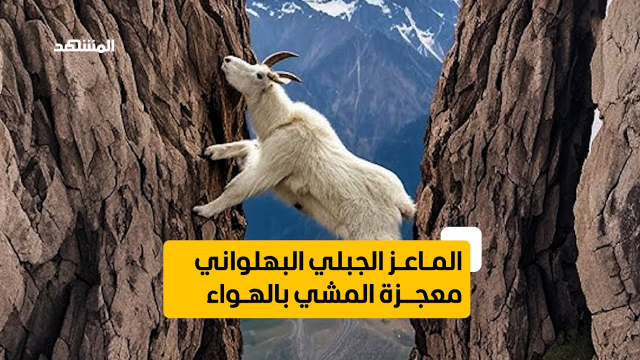 الماعز الجبلي البهلواني.. معجزة المشي على الهواء