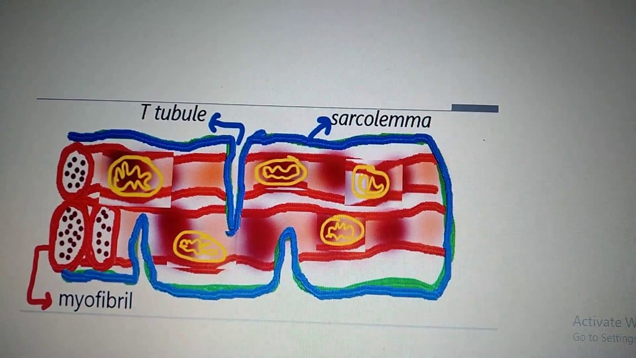 ultrastructure of cardiac myocyte