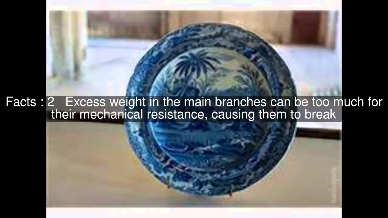 Biennial bearing Top  #5 Facts