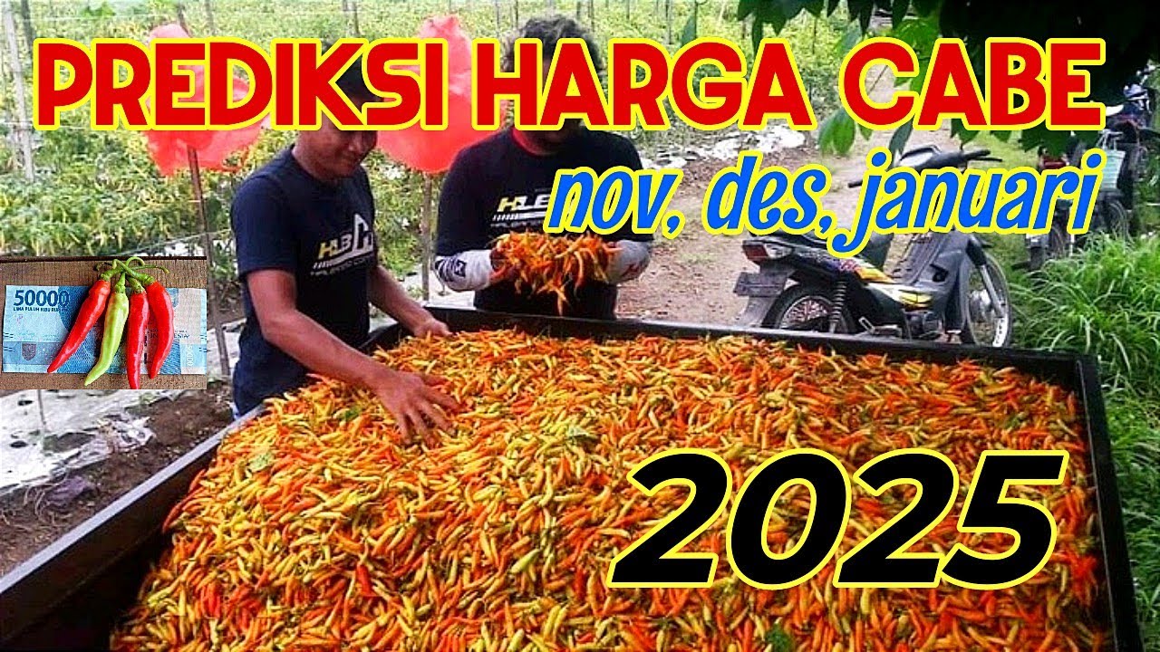 BOCORAN HARGA CABE NOV, DES, JANUARI 2025!!