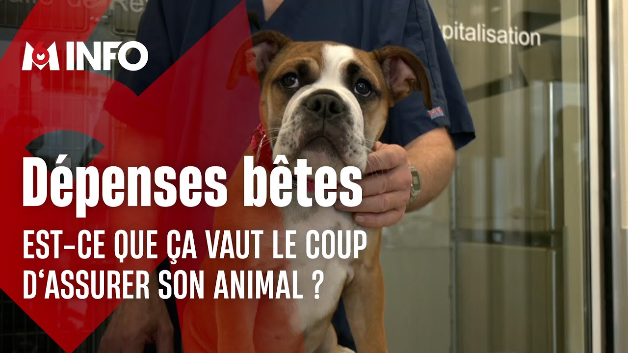 Faut-il prendre une mutuelle pour ses animaux de compagnie ?