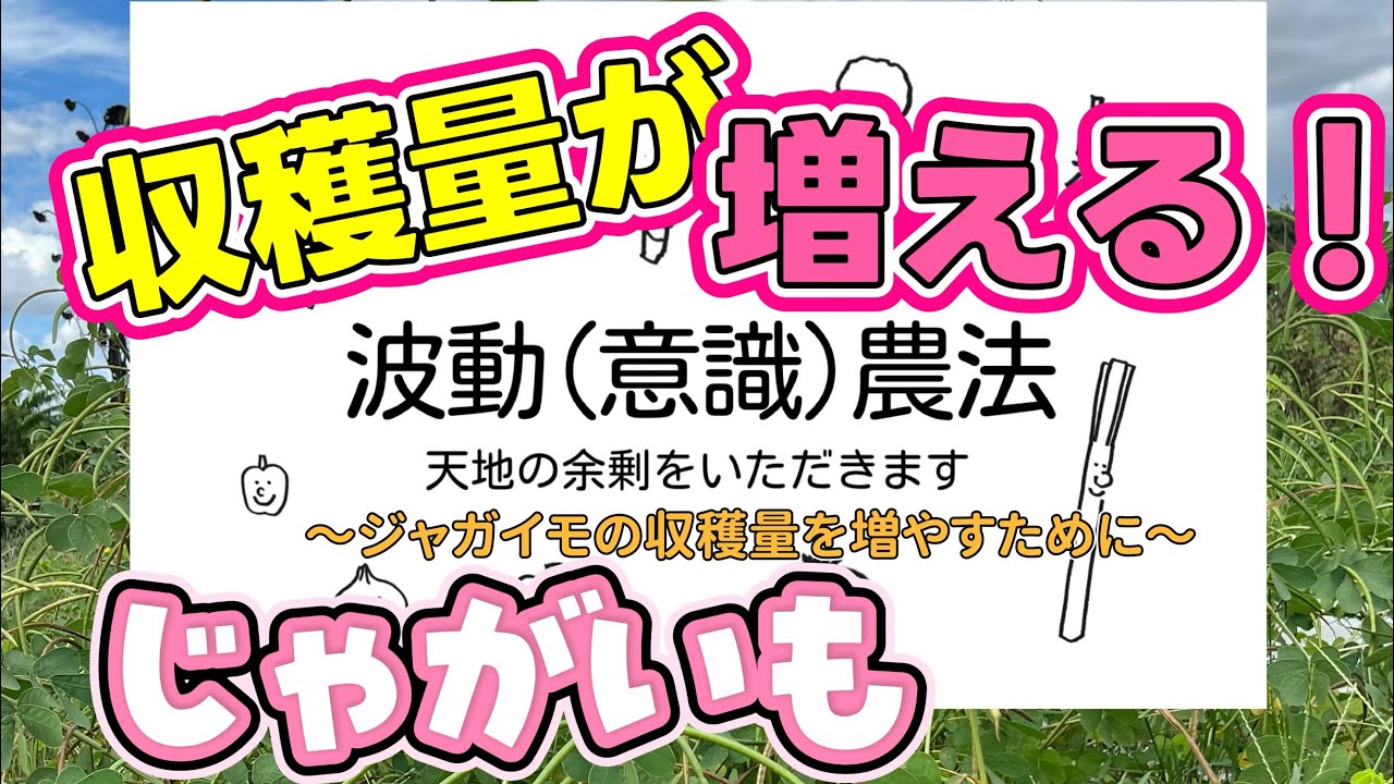 じゃがいもの収穫量を増やすために