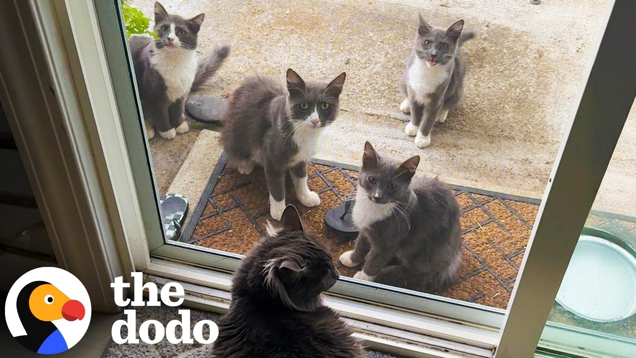 Мужчина спас одну бездомную кошку и в итоге получил еще 20 | The Dodo