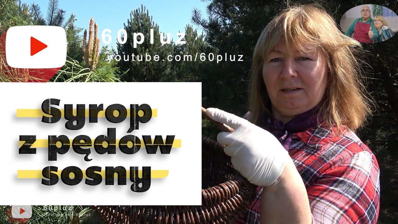 Sosnowy eliksir zdrowia! Moc sosny, moc natury. Syrop z pędów sosny, łatwo i szybko.