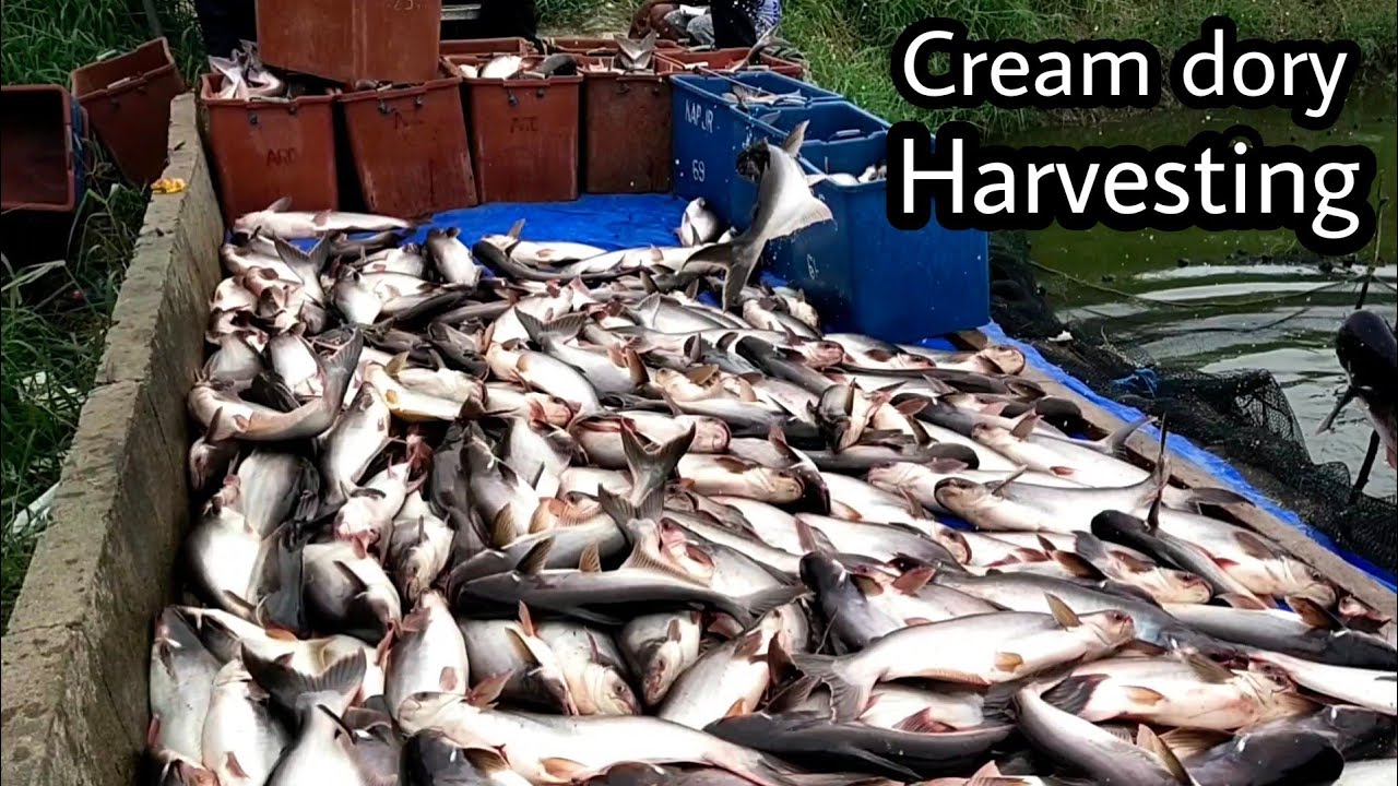 Cream dory Harvesting ( Pangasius )