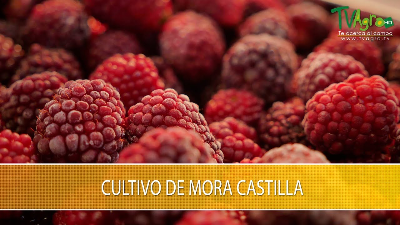 Como Cultivar Mora Castilla- TvAgro por Juan Gonzalo Angel Restrepo