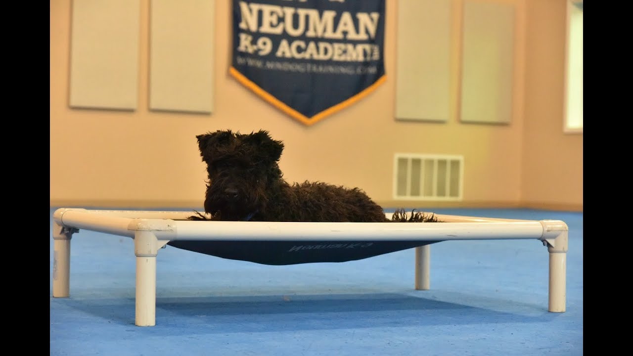 Bentley (Kerry Blue Terrier) Puppy Camp Dog Training Video