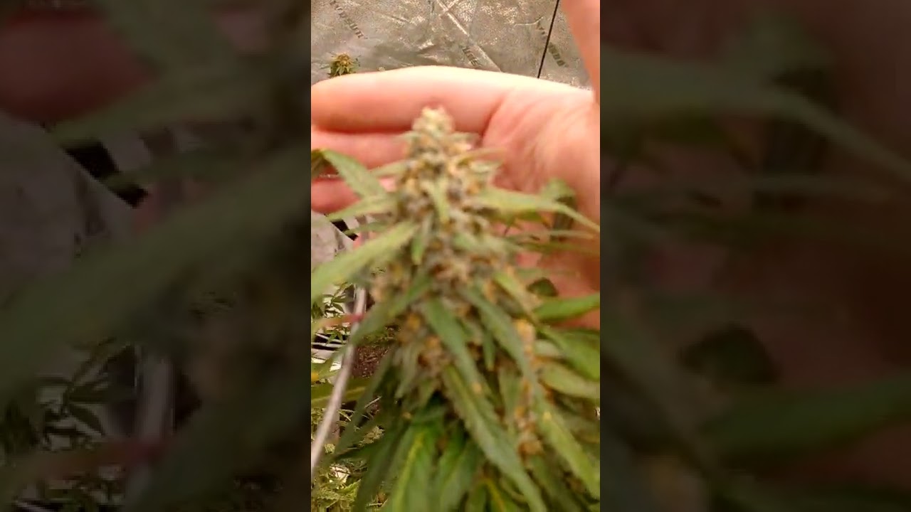 Star Killer week  8 medical grow