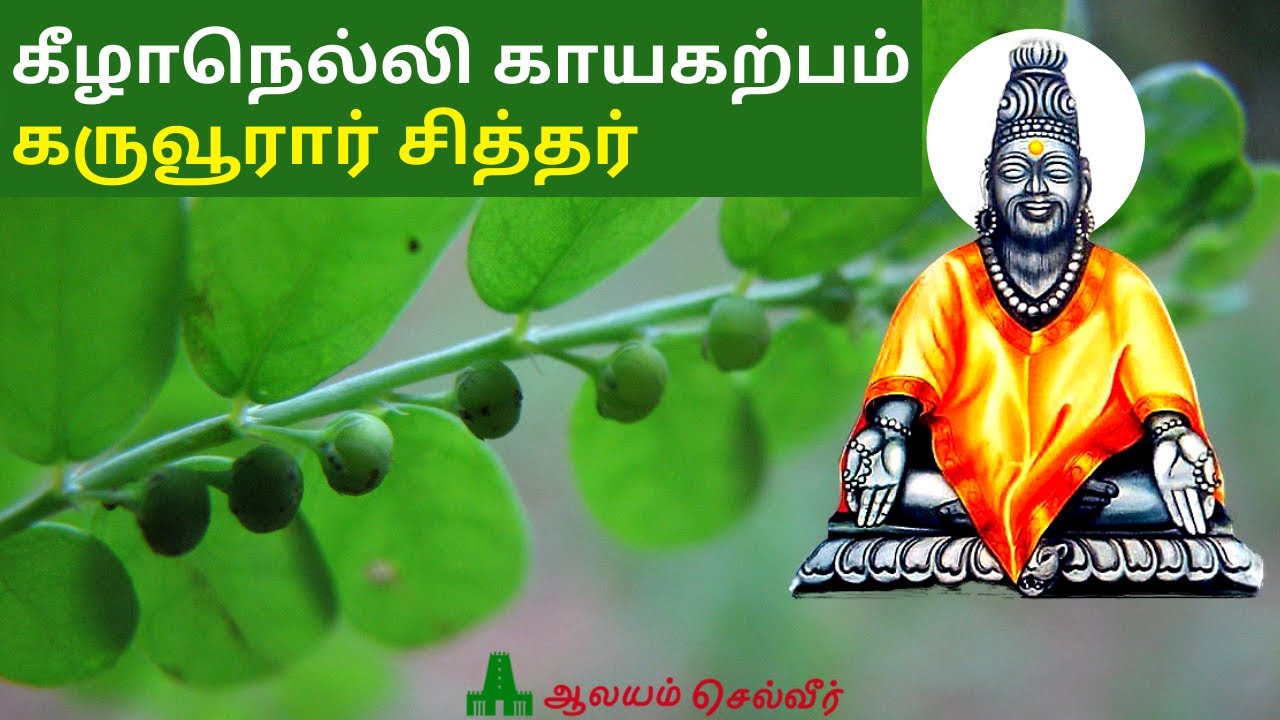 18 வகை நோய்களை தீர்த்து என்றும் இளமையுடன் இருக்க உதவும்  கீழாநெல்லி காயகற்பம் | கருவூரார் சித்தர்