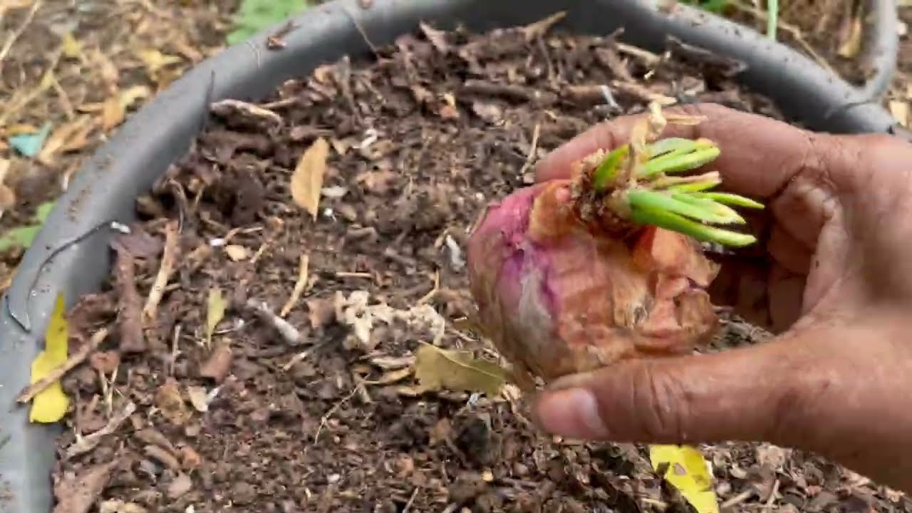 Как выращивать лук #растения дома #органическоеземледелие #садоводство #ranicreations Kamatham 💧💧