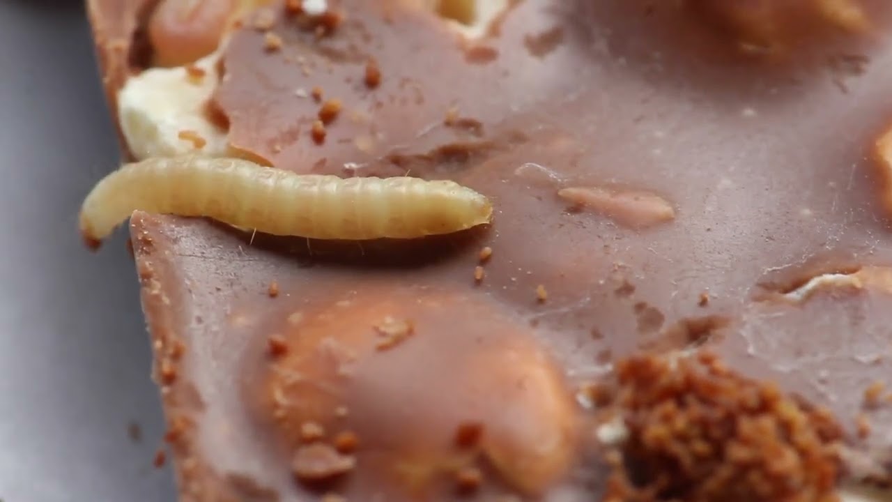 Pantry Moths Grain Moths Indian Meal Moth Larva
