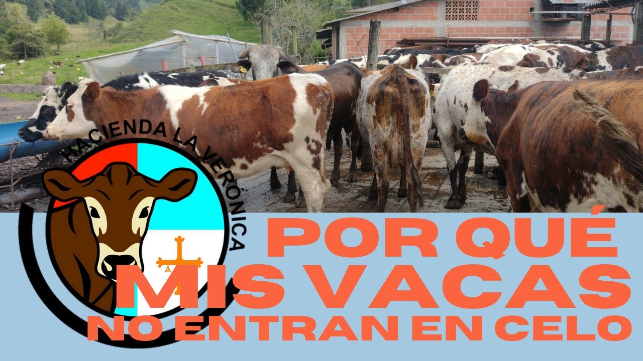POR QUE MI VACA NO ENTRA EN CELO