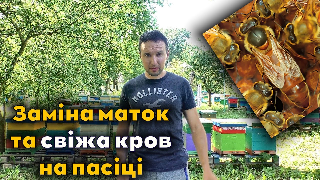 Заміна всіх маток на пасіці та примітивна селекція бджіл