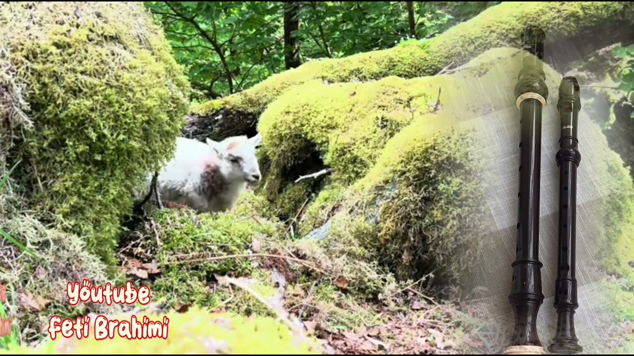 Moj shelege  ,Grupi Lapardhas(Këngë Labe).