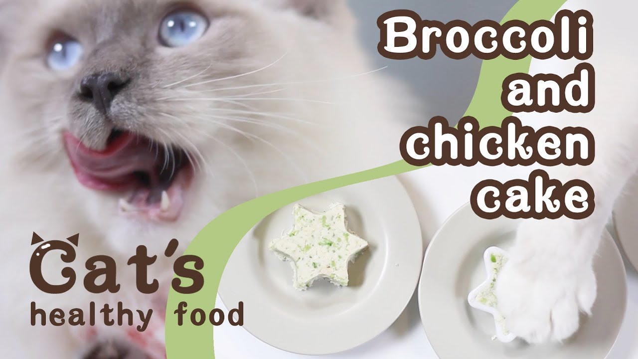 Pets in the Kitchen | Broccoli and chicken cake|Cat's food