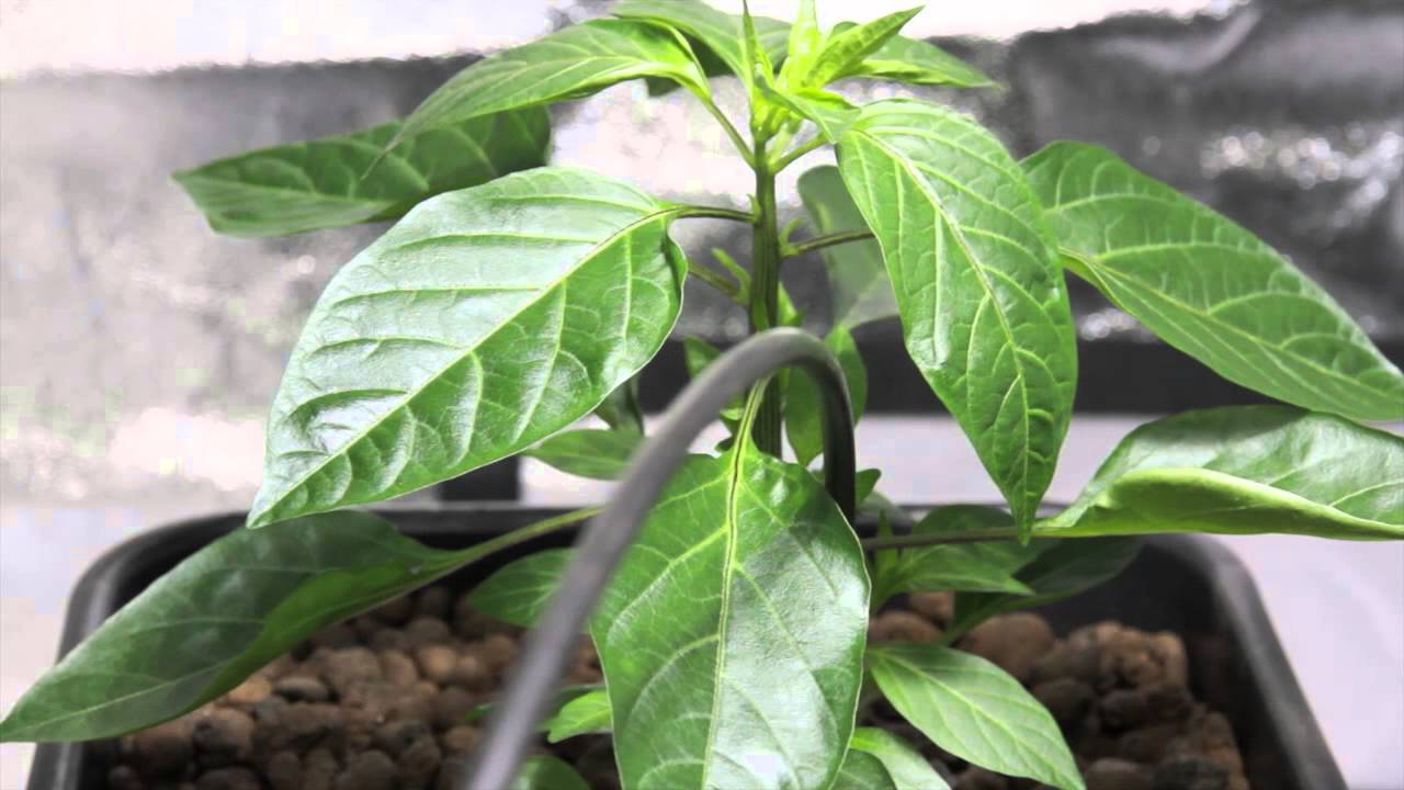 LED vs HID Grow Lights - The Chilli Battle week 3