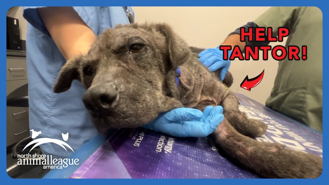 Rescued Just in Time - Tantor’s Battle with Severe Mange | North Shore Animal League America