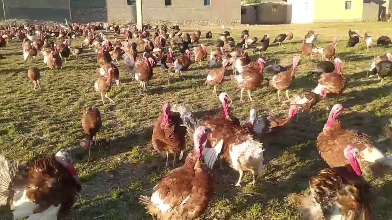 Bourbon Red Turkey : Consulting and small entrepreneurship is the only way to save the micro-economy