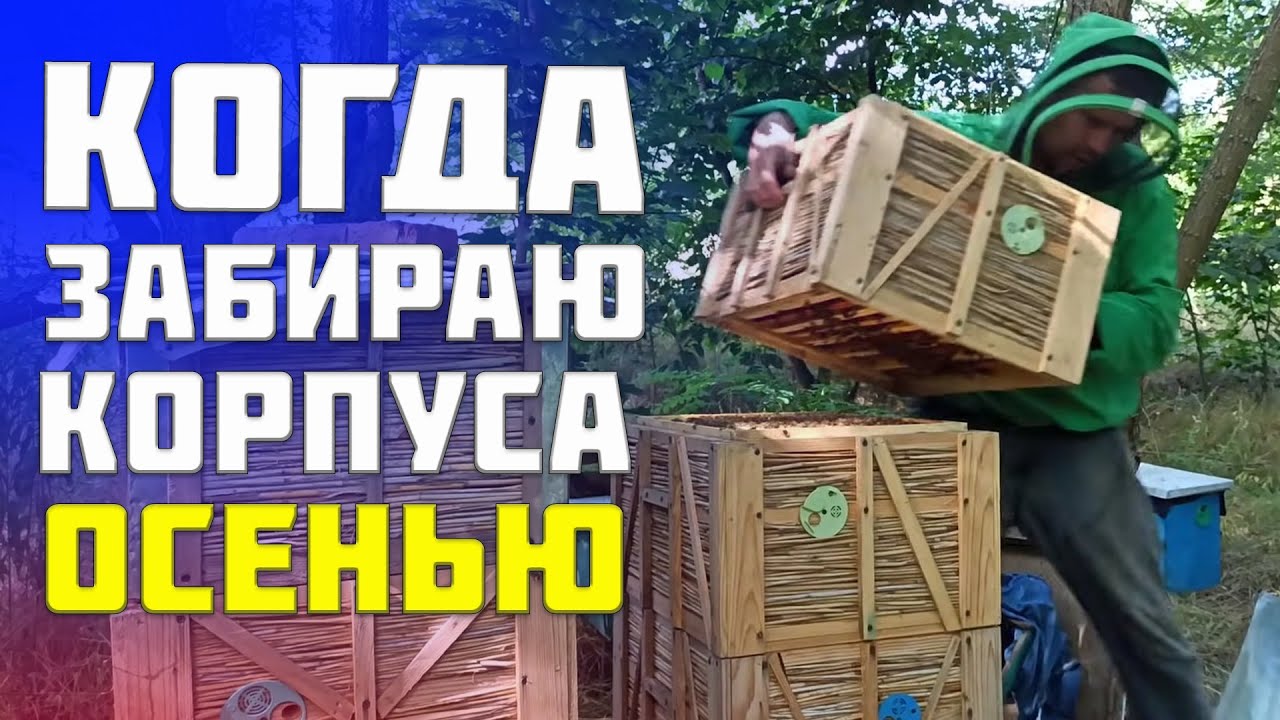 Сокращение пчелиного гнезда осенью. Формирование пчелиного гнезда на зиму. Отбираем лишние корпуса