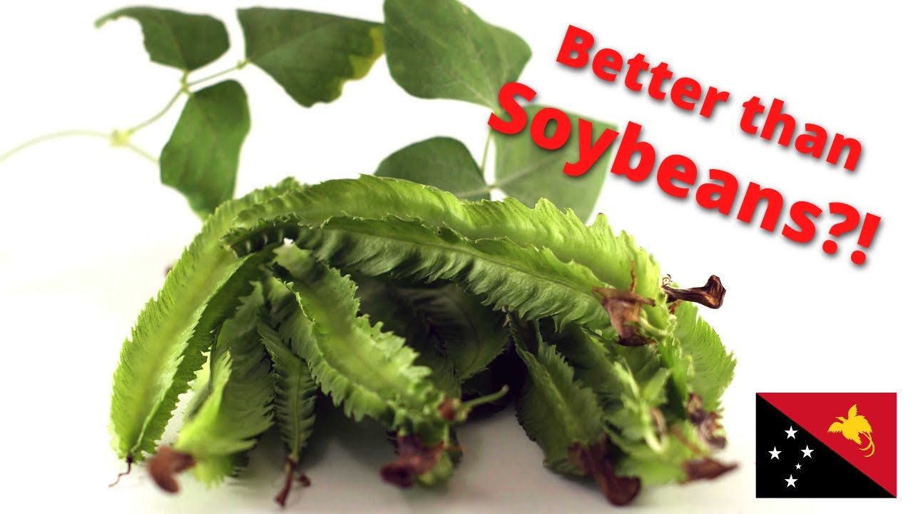 Winged Bean - The Next Best Bean?  |  Plants of Papua New Guinea