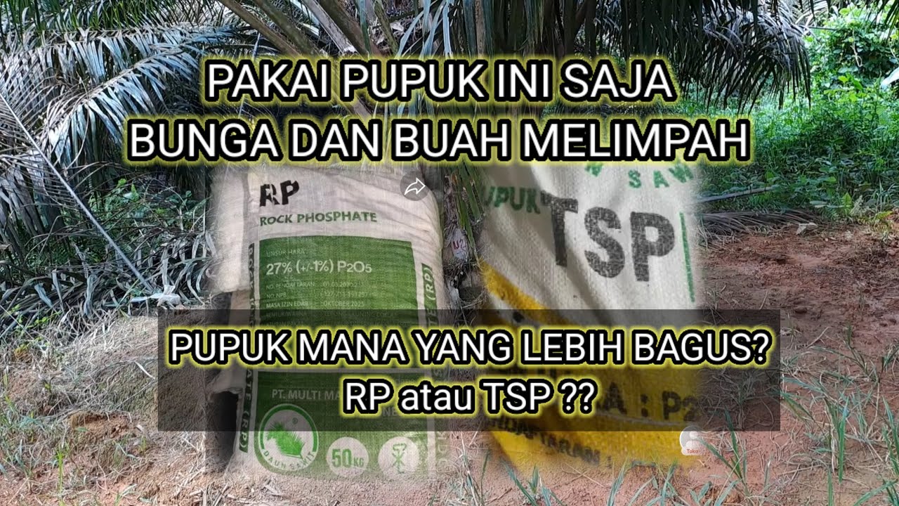 Keuntungan memakai pupuk RP dan TSP