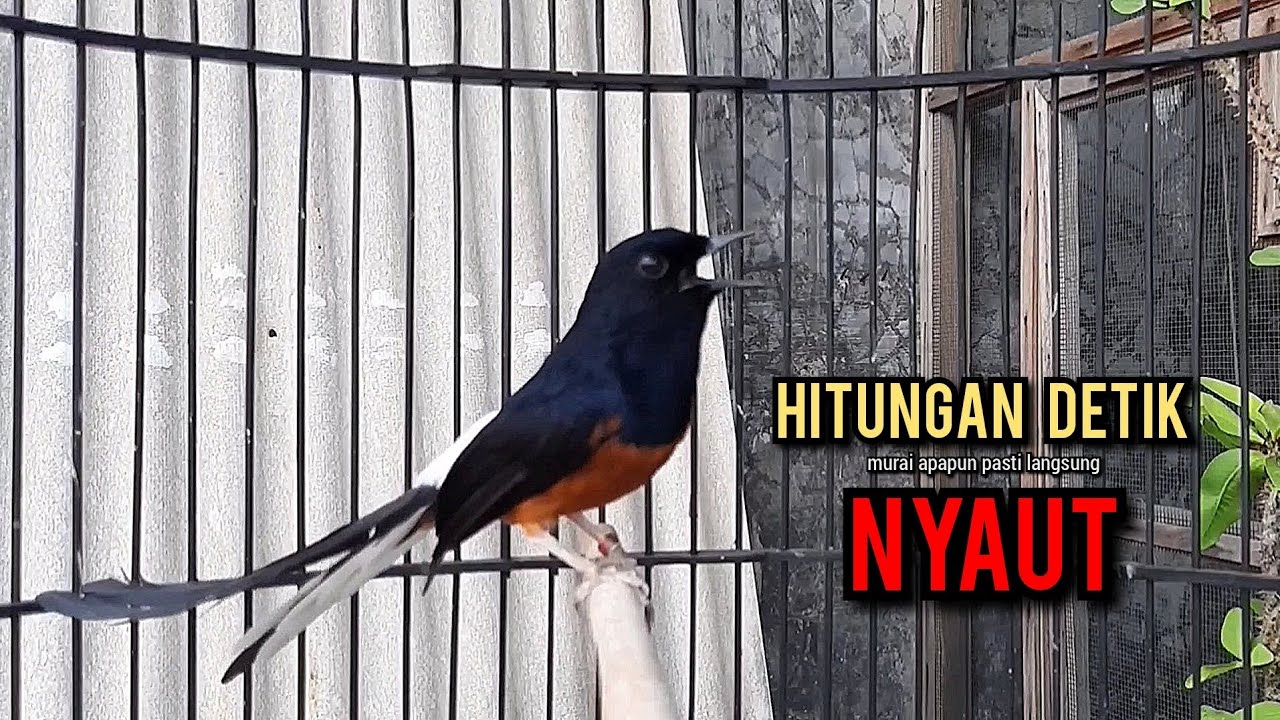murai batu gacor AMPUH buat PANCINGAN murai batu agar bunyi JADIKAN burung murai gacor EMOSI NYAUT